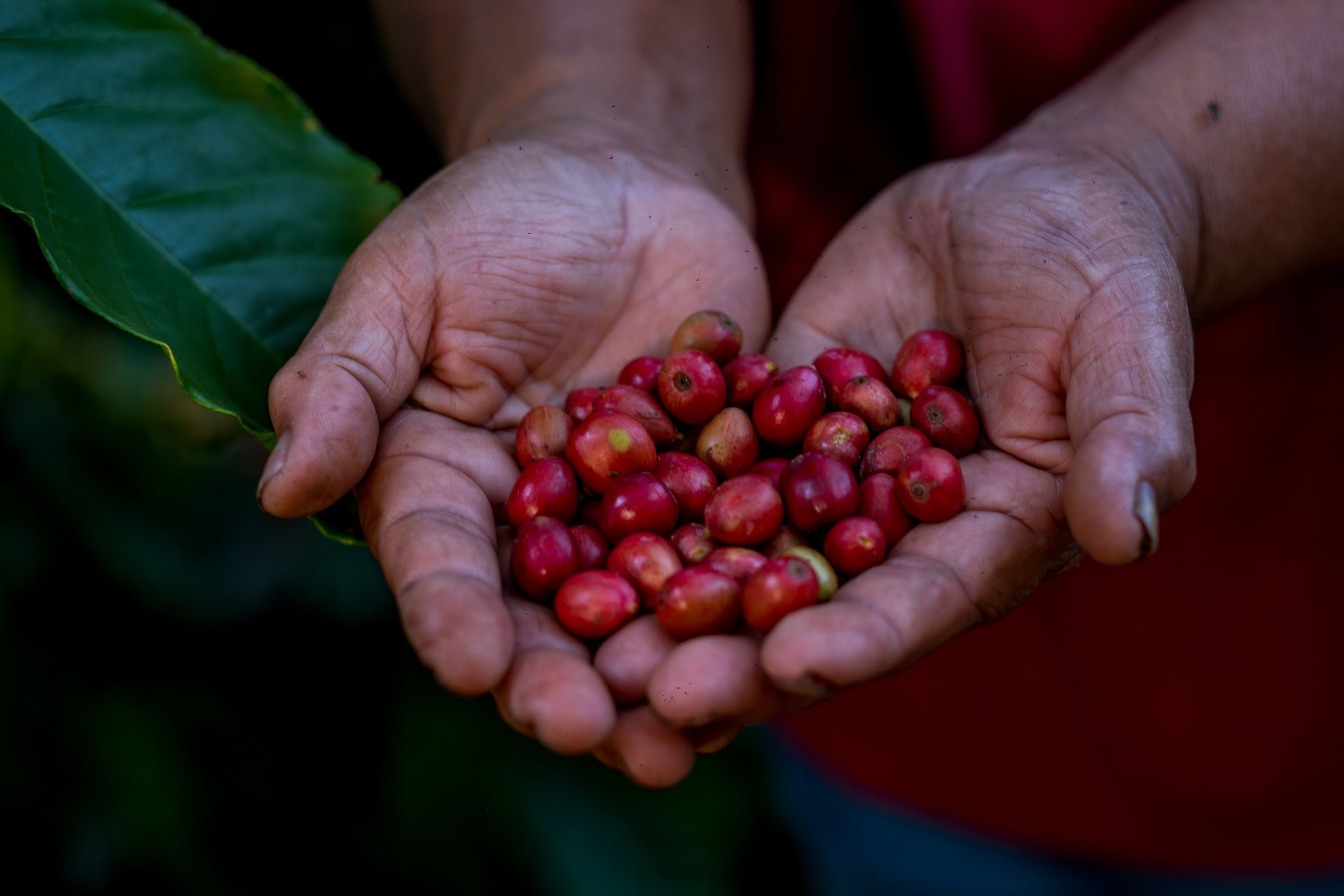 Freshly harvested red coffee cherries held in a BMMPC farmer's hands