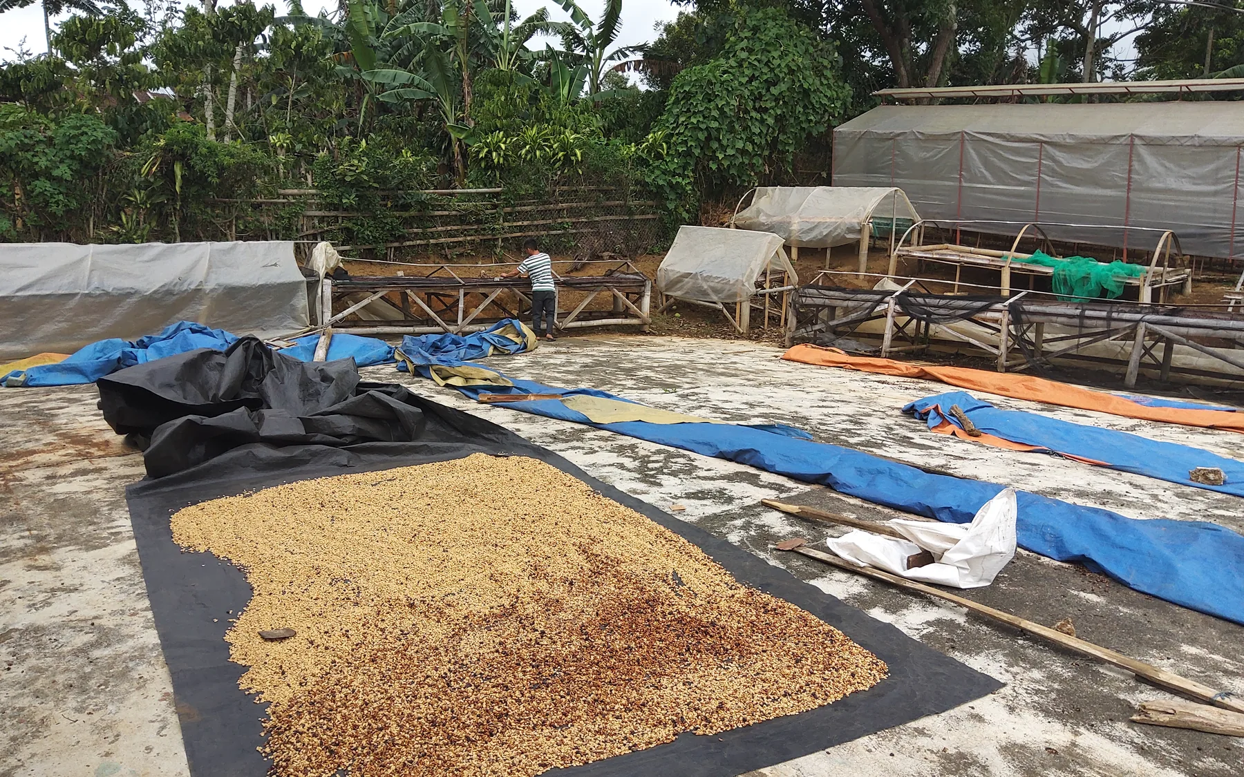 Coffee beans drying at BMMPC's processing facility in Pangantucan, Bukidnon