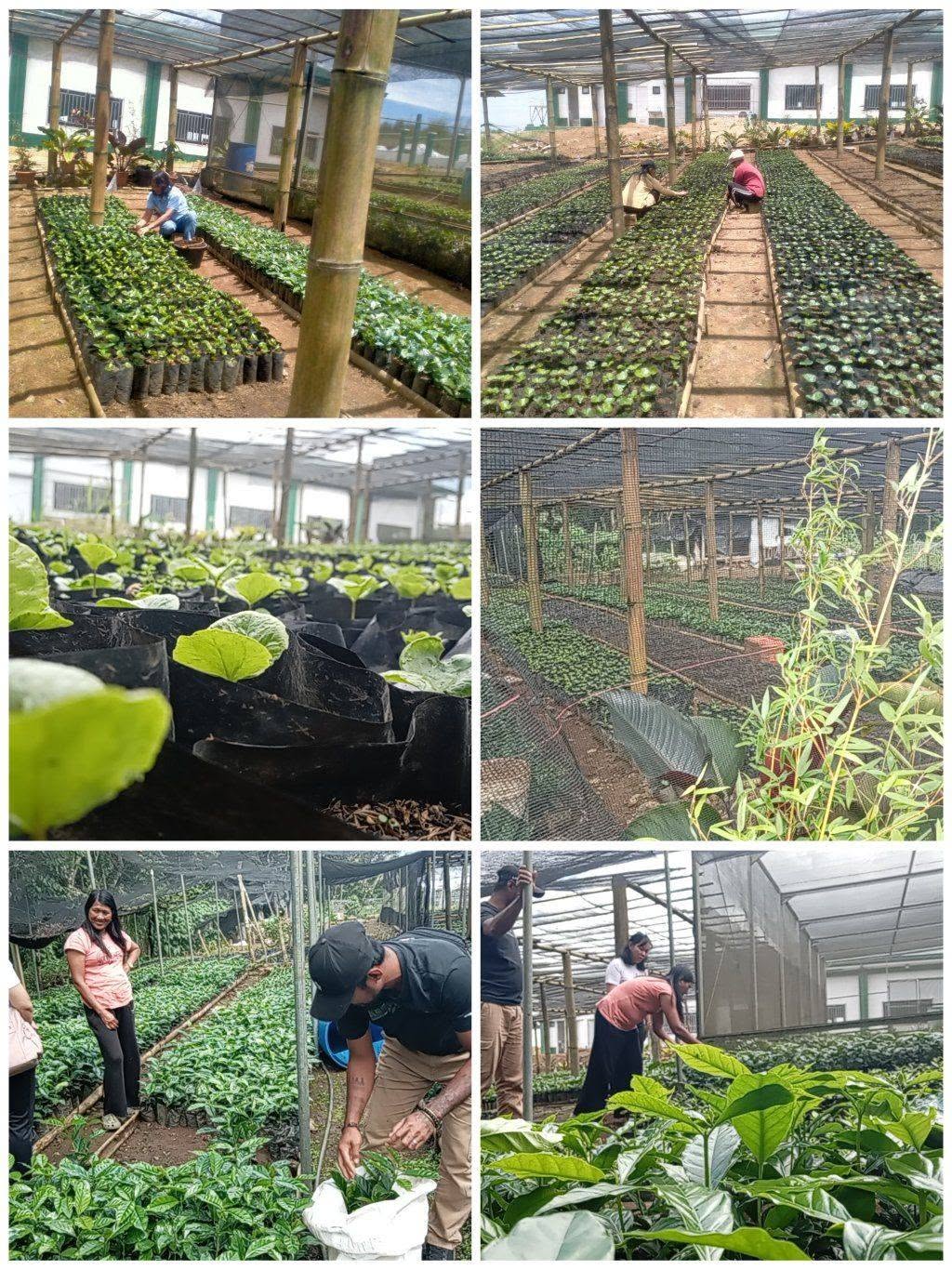 BMMPC workers tending rows of young seedlings inside a shaded nursery