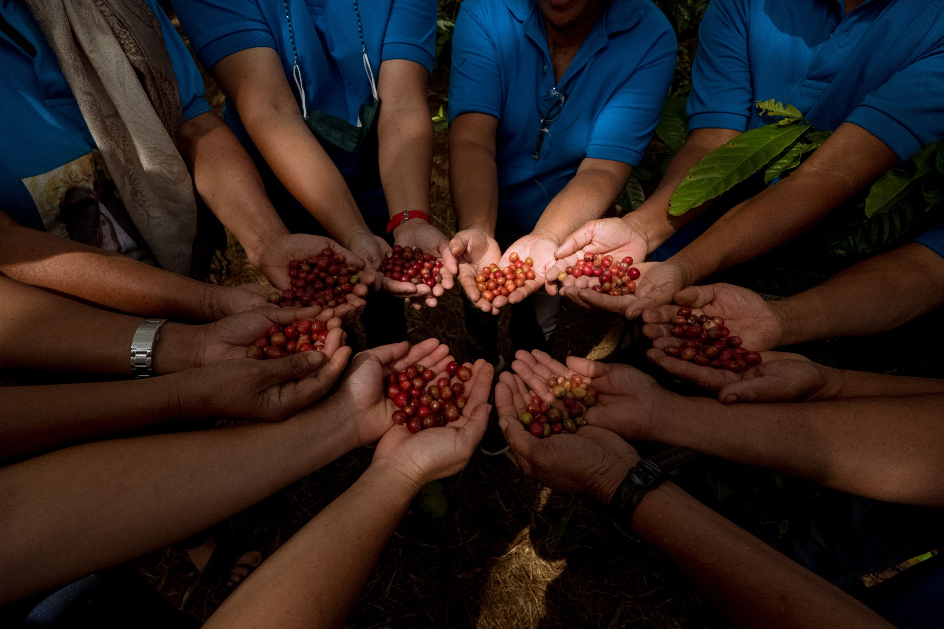 BMMPC cooperative members holding freshly harvested coffee cherries